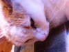 Ear