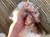 Foot