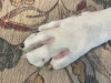 Foot Picture