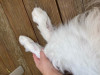 Back Paws