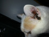 Lesions3