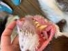 Mouth